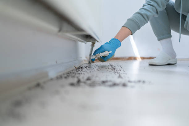Best Affordable Pest Control Services  in Powhatan Point, OH